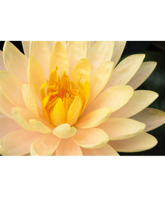 Rahmen NINFEA G1972 PINTDECOR