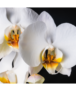 Rahmen ORCHIDEE G1952 PINTDECOR