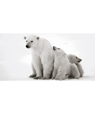 Rahmen WHITE BEAR G2014 PINTDECOR