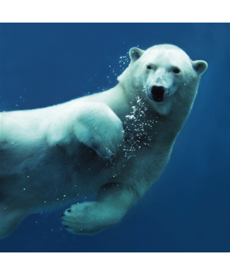 Rahmen BEAR G1554 PINTDECOR