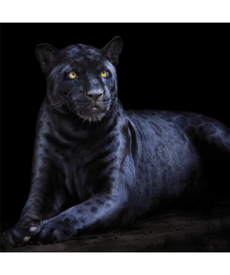 Rahmen PANTHER G3294 PINTDECOR