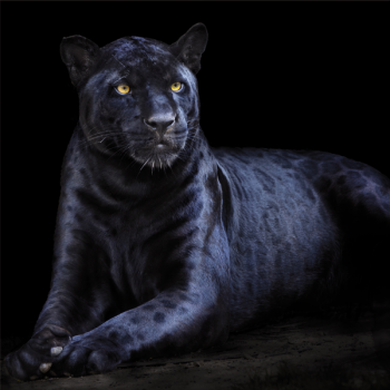 Rahmen PANTHER G3294 PINTDECOR