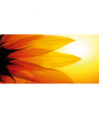 Bild SONNENBLUMENBLÄTTER G1918 PINTDECOR