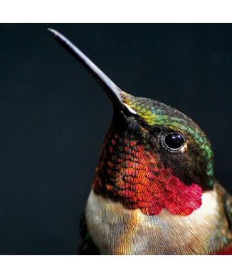 Rahmen PETTIROSSO G2070 PINTDECOR