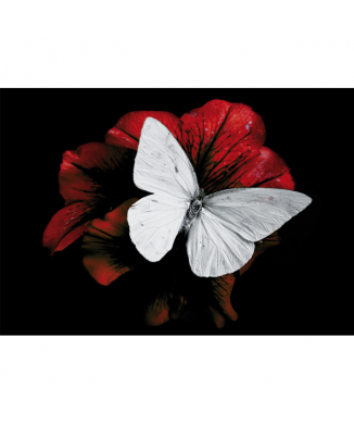 Rahmen PIERIS BRASSICAE G3348 PINTDECOR