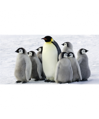 Malerei PINGUINE G2018 PINTDECOR