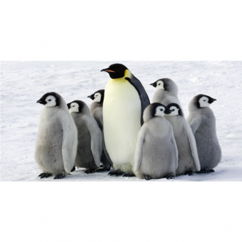 Malerei PINGUINE G2018 PINTDECOR