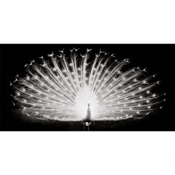 Bild PLUMES DE PAON G3262 PINTDECOR