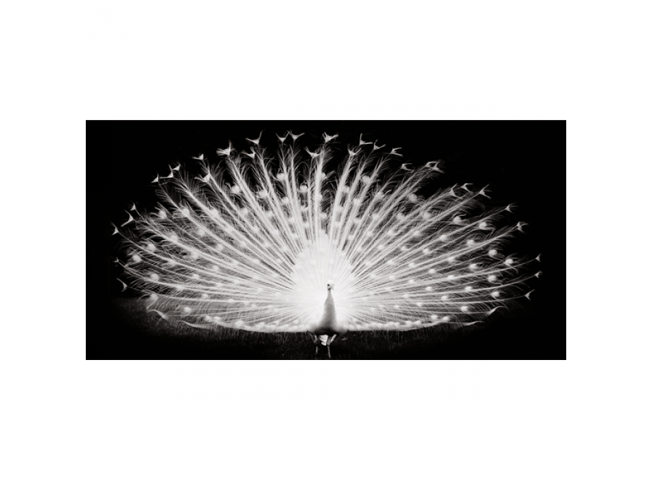 Bild PLUMES DE PAON G3262 PINTDECOR