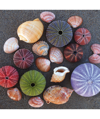 Rahmen Hecken und Muscheln G2044 PINTDECOR