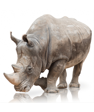 Rahmen RINO G3330 PINTDECOR