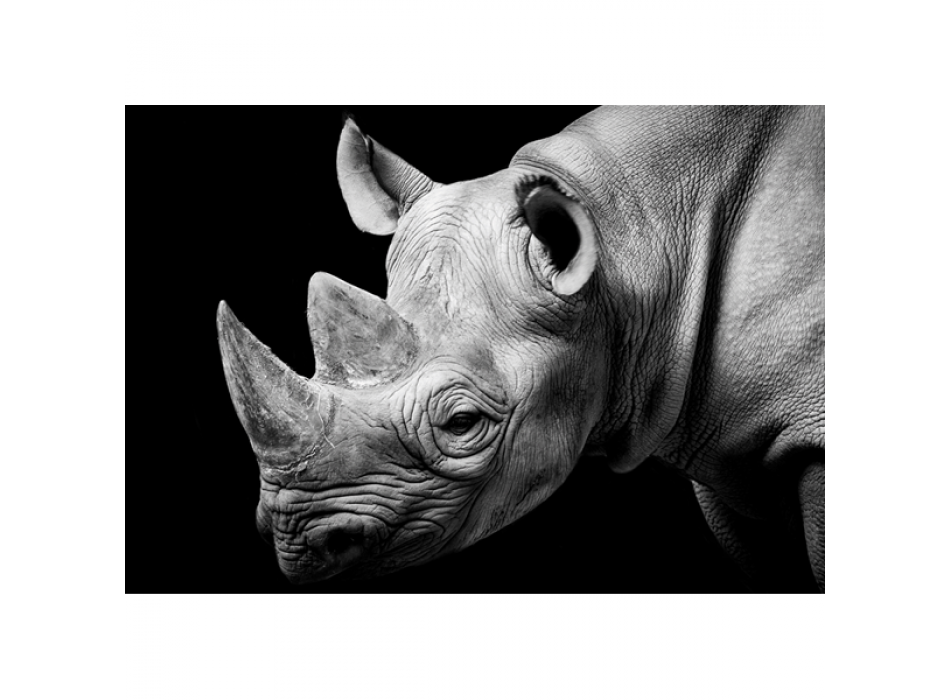 Rahmen RHINOCEROS G2026 PINTDECOR