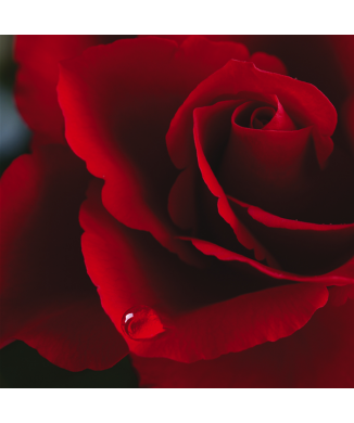 Rahmen ROTE ROSE G1158 PINTDECOR