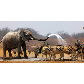 Rahmen SAVANNA G1514 PINTDECOR