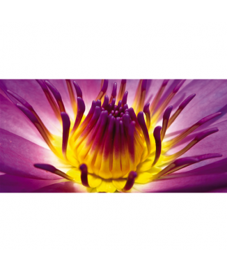 Rahmen DIE BLUMEN BLÜTEN G1908 PINTDECOR