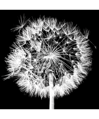 Bild BLOW YOUR DESIRES G1946 PINTDECOR