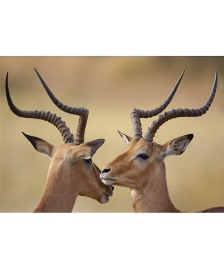 Rahmen IBECCHI G2028 PINTDECOR