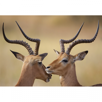 Rahmen IBECCHI G2028 PINTDECOR