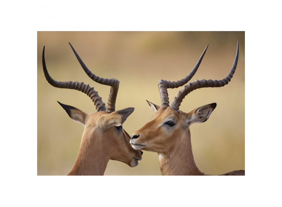 Rahmen IBECCHI G2028 PINTDECOR