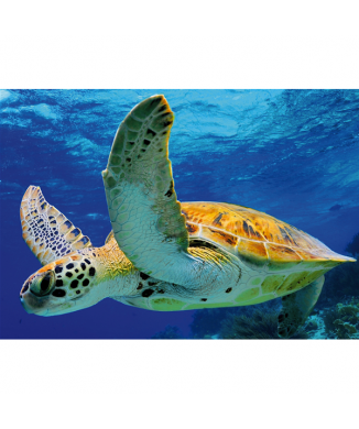 Rahmen SCHILDKRÖTE G2050 PINTDECOR