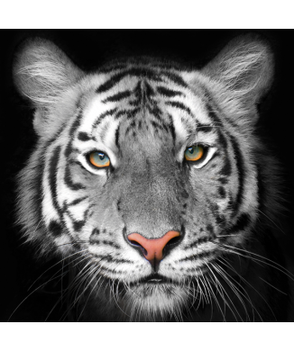 Rahmen TIGER G2020 PINTDECOR