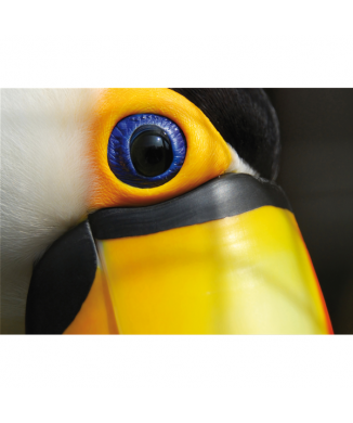 Bild TOUCAN G3268 PINTDECOR