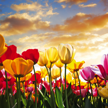 Rahmen BUNTE TULPEN G1940 PINTDECOR