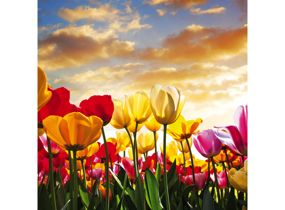 Rahmen BUNTE TULPEN G1940 PINTDECOR