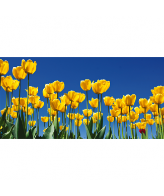 Rahmen TULPEN G1100 PINTDECOR