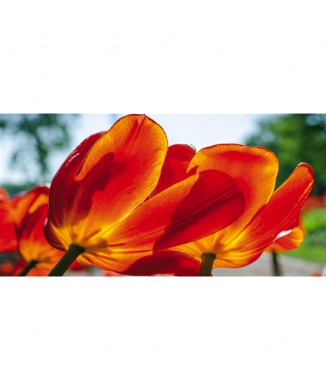 Rahmen TULPEN G1916 PINTDECOR