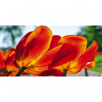 Rahmen TULPEN G1916 PINTDECOR