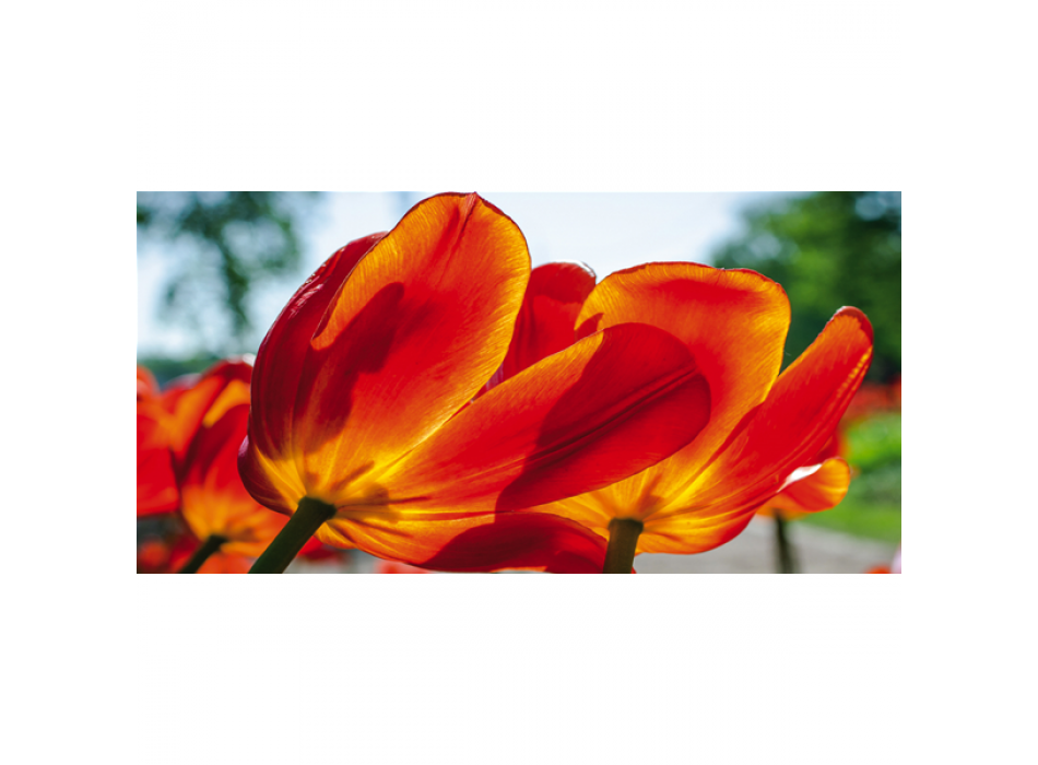 Rahmen TULPEN G1916 PINTDECOR