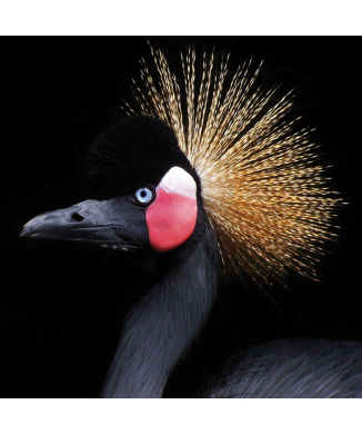 Lackierung BIRD Crest G2066 PINTDECOR