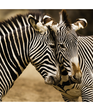 Rahmen ZEBRE G1566 PINTDECOR