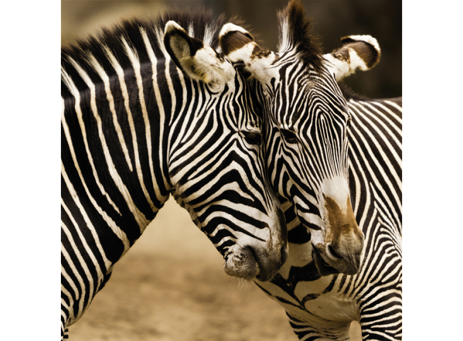 Rahmen ZEBRE G1566 PINTDECOR